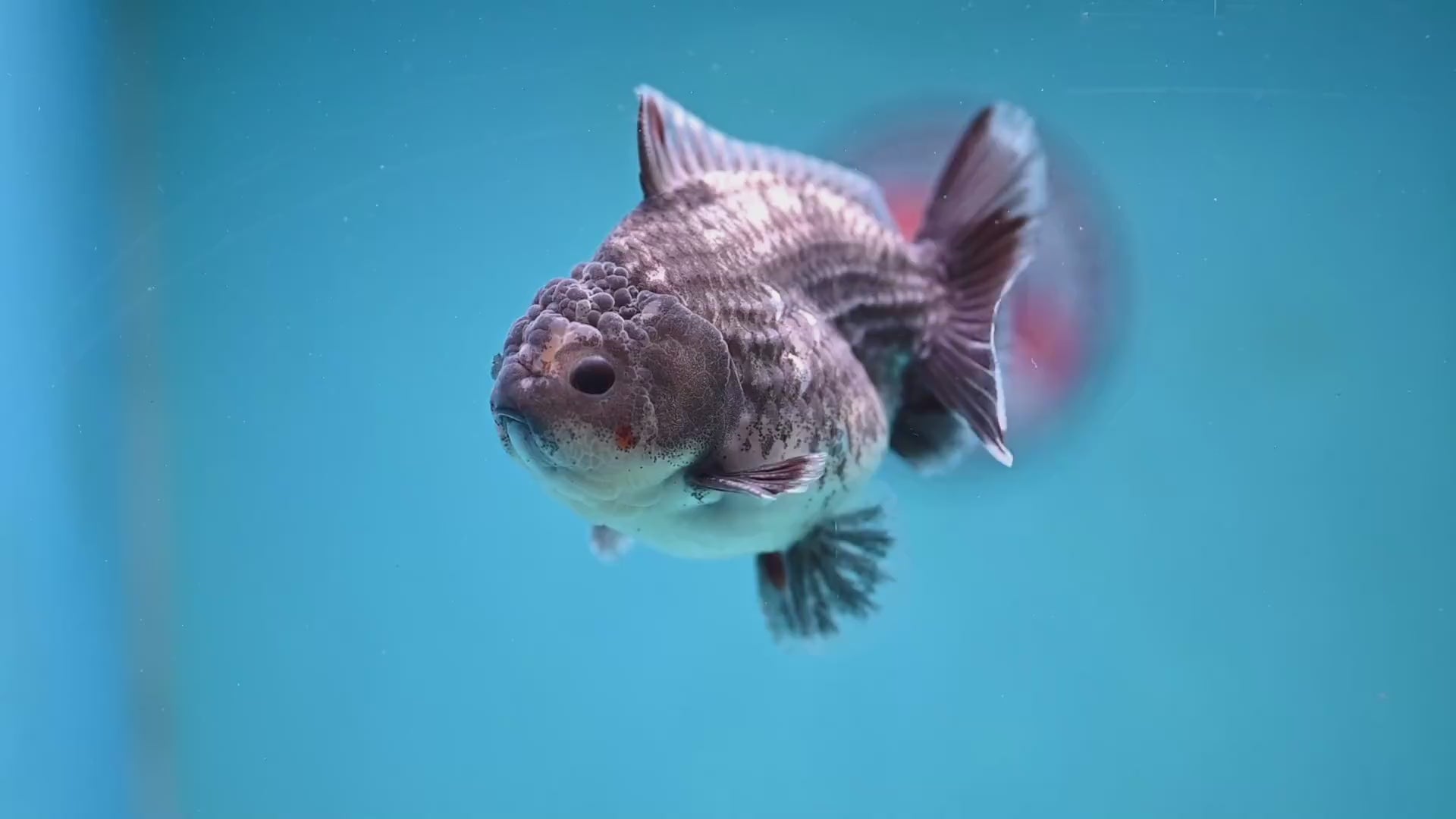 Juvenile Shogun Grey Kirin Oranda 3.25 inch Body (251017_OR18)