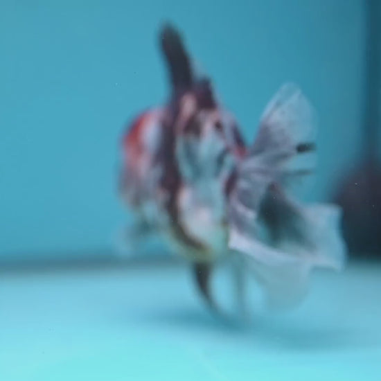 White Tiger Rosetail Oranda 3.5 inch Body (251114_OR06)