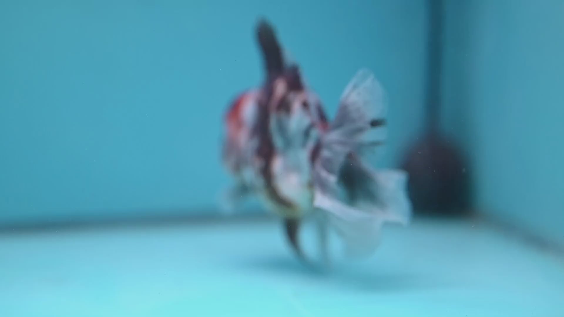 White Tiger Rosetail Oranda 3.5 inch Body (251114_OR06)