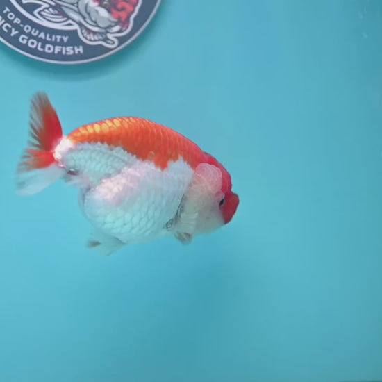 AA Grade Red White Lionchu/Ranchu 3.8 inch Body (260220_RC01)