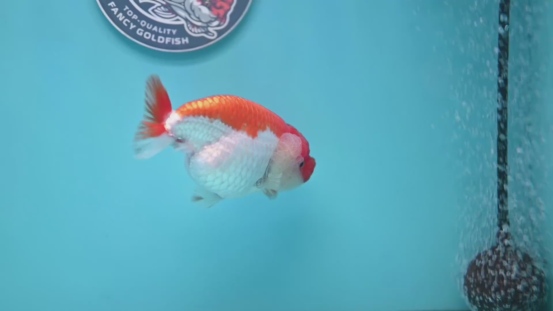 AA Grade Red White Lionchu/Ranchu 3.8 inch Body (260220_RC01)
