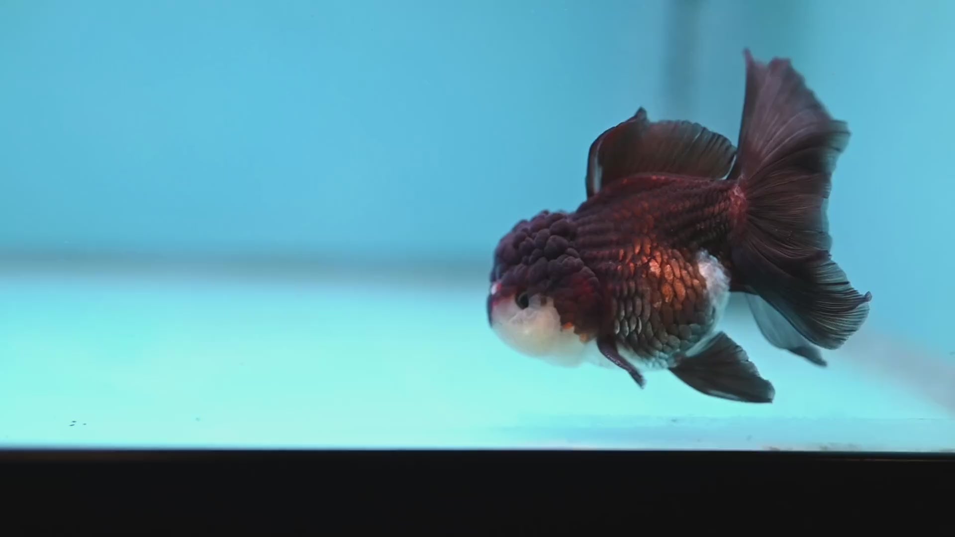 Panda Oranda 3 inch Body (260109_OR10)
