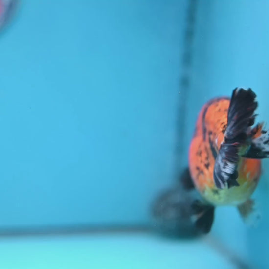 Jumbo Tiger Ranchu 5 inch Body (260306_RC02)