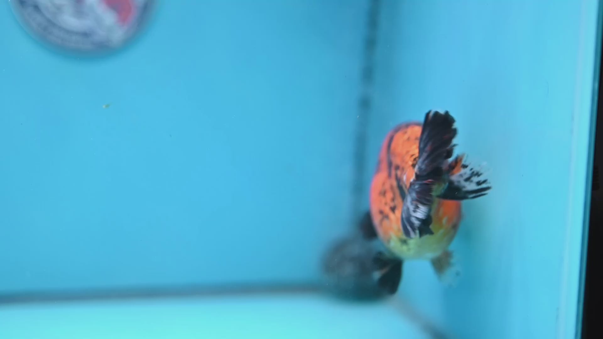 Jumbo Tiger Ranchu 5 inch Body (260306_RC02)