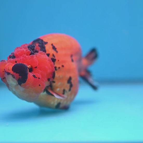 Jumbo Tiger Ranchu 5 inch Body (260220_RC11)