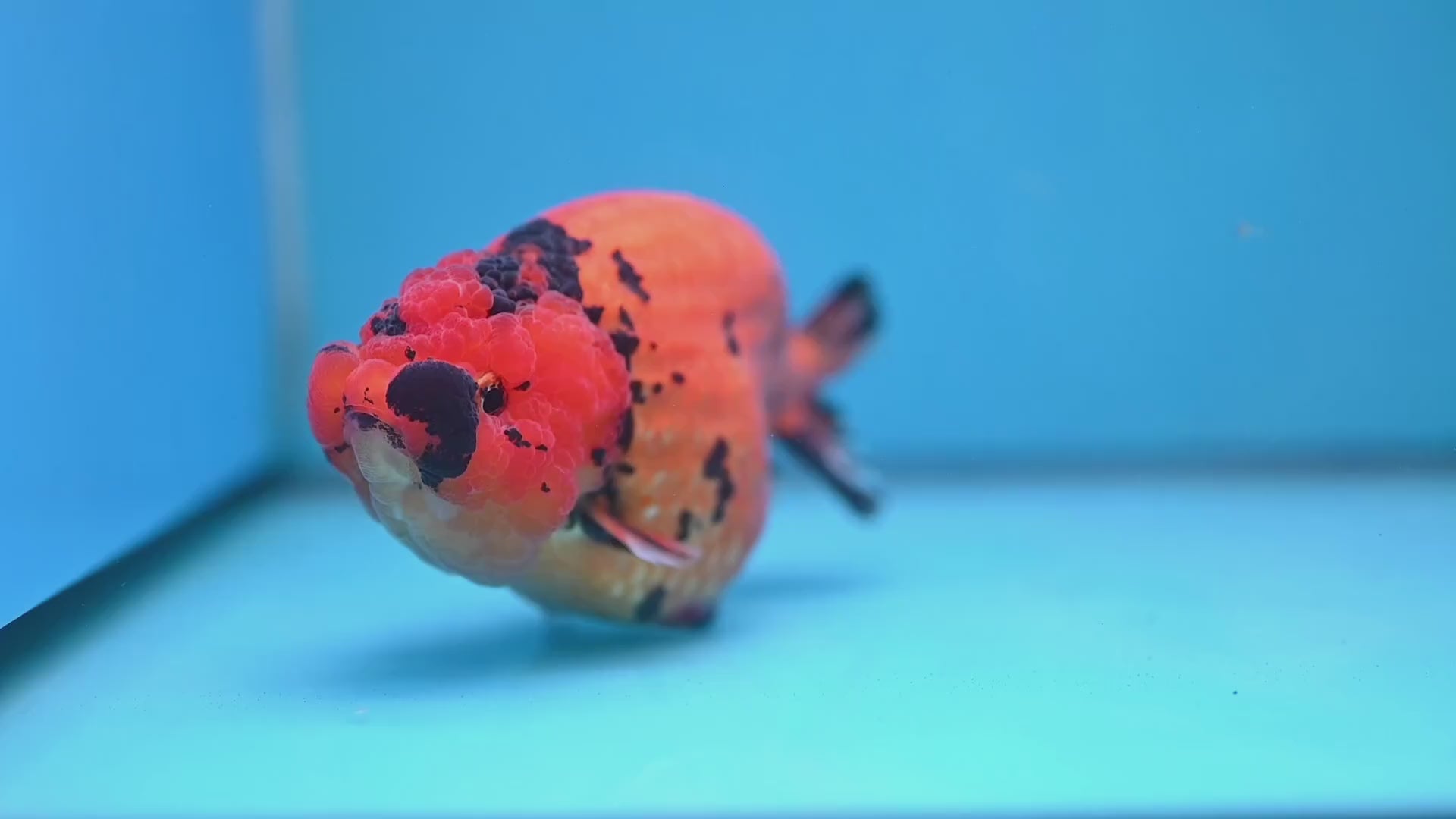 Jumbo Tiger Ranchu 5 inch Body (260220_RC11)