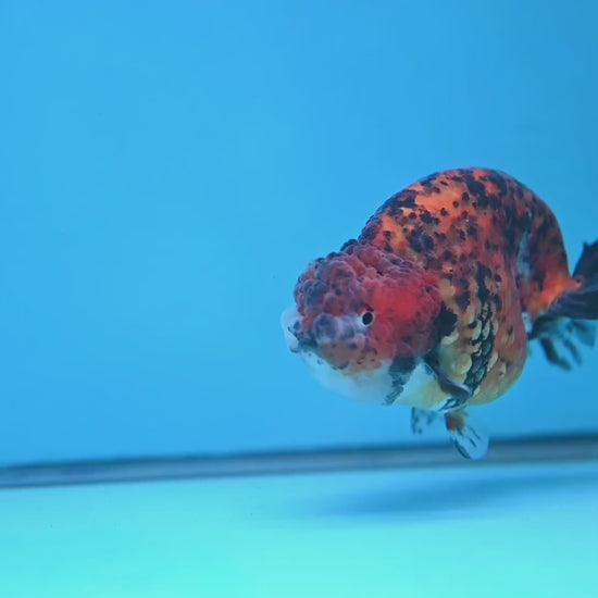 Round Body Tiger Ranchu 4 inch Body (251121_RC03)