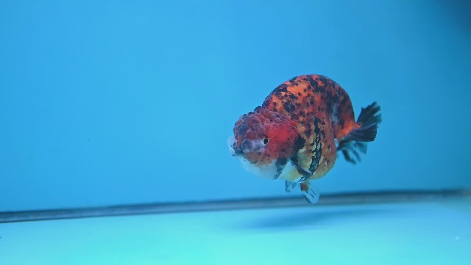 Round Body Tiger Ranchu 4 inch Body (251121_RC03)