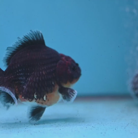 Shogun Kirin Oranda 3.5 inch Body (260123_OR02)