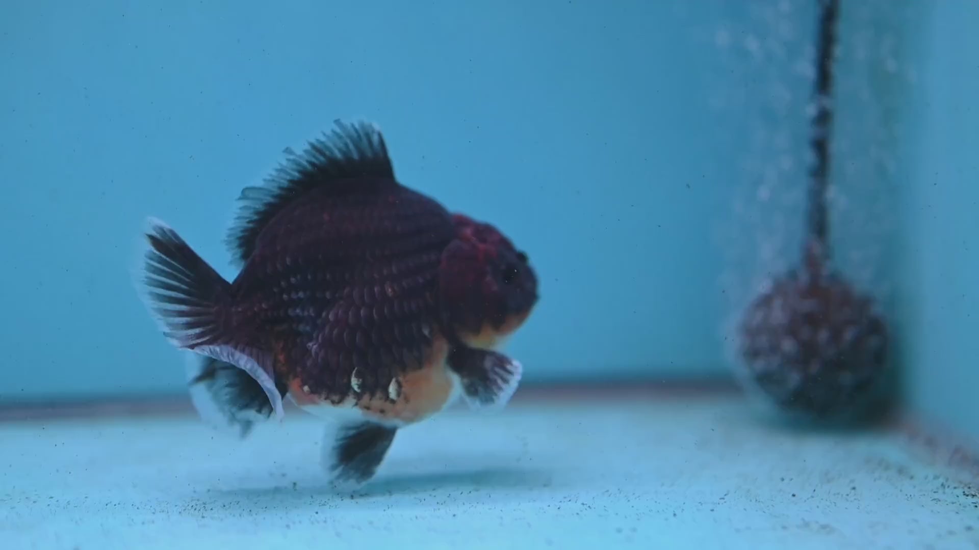 Shogun Kirin Oranda 3.5 inch Body (260123_OR02)