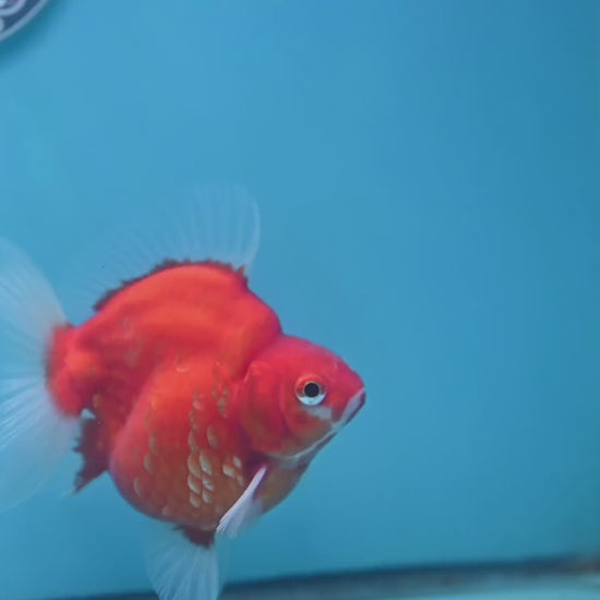 Sakura Ryukin 3.5 inch Body (251114_RY01)