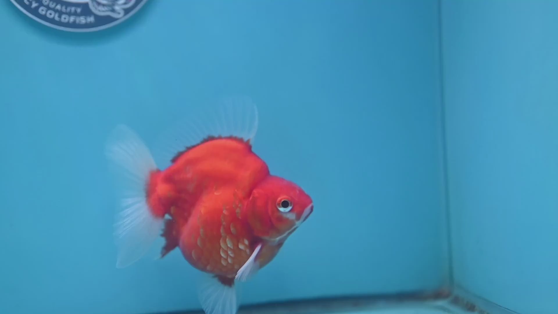 Sakura Ryukin 3.5 inch Body (251114_RY01)