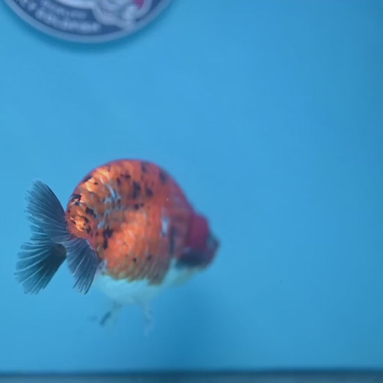 Tiger Ranchu 4 inch Body (251114_RC05)