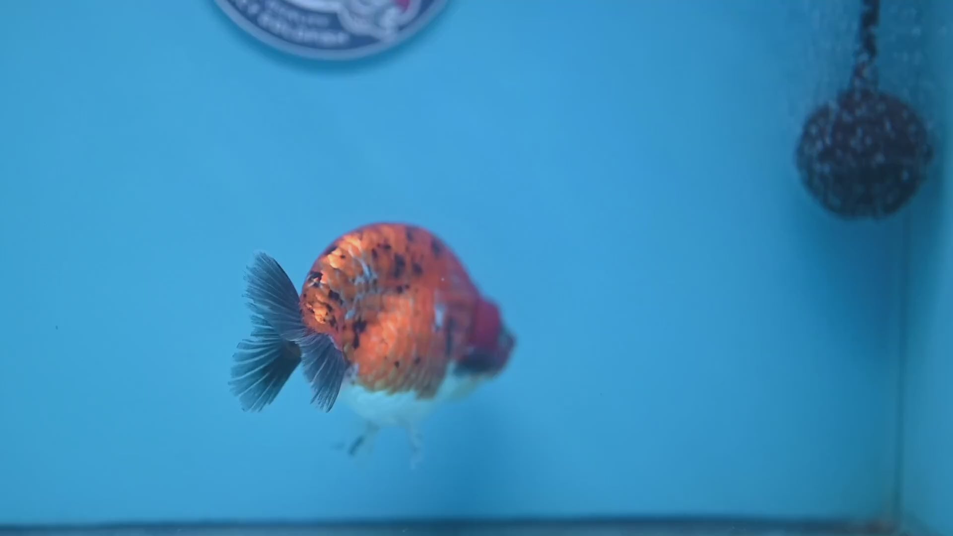 Tiger Ranchu 4 inch Body (251114_RC05)