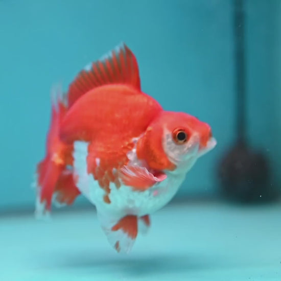 Red White Ryukin 3.5 inch Body (251212_RY02)