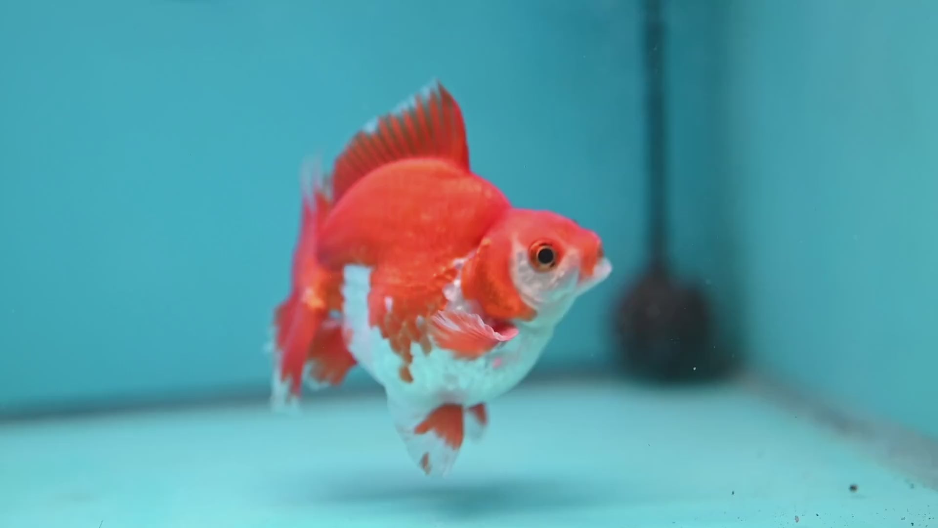 Red White Ryukin 3.5 inch Body (251212_RY02)