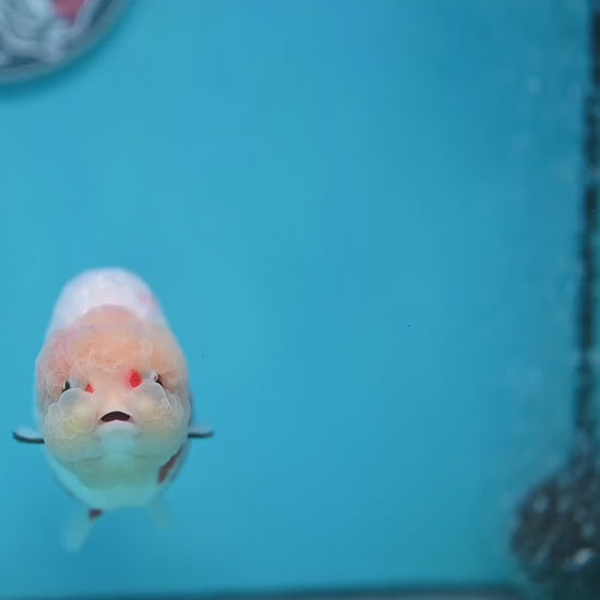 Large Tricolor Ranchu 4 inch Body (260213_RC03)