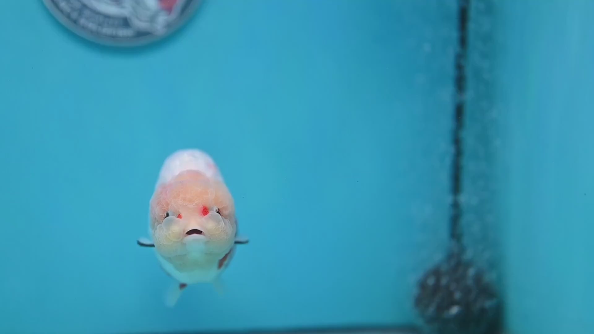 Large Tricolor Ranchu 4 inch Body (260213_RC03)