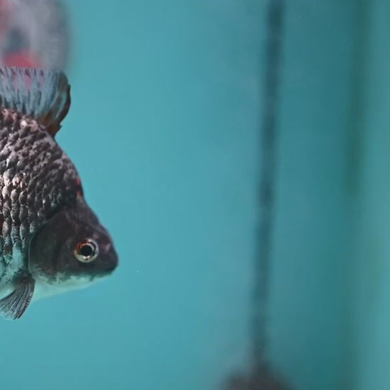 Kirin Ryukin 4 inch Body (260123_RY01)