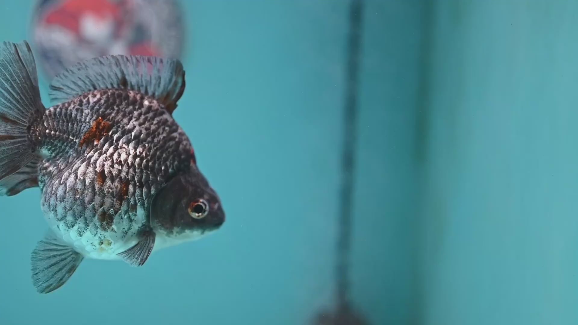 Kirin Ryukin 4 inch Body (260123_RY01)