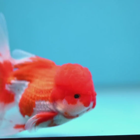 Red White Orchid Tail Oranda 3.5 inch Body (260213_OR12)