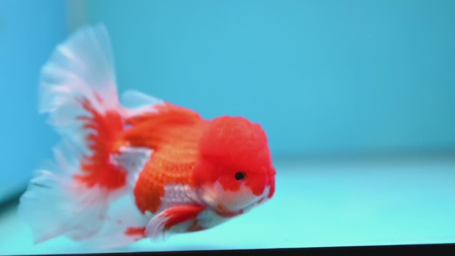 Red White Orchid Tail Oranda 3.5 inch Body (260213_OR12)