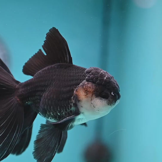 Panda Butterfly Tail Oranda 3.8 inch Body (251219_OR03)