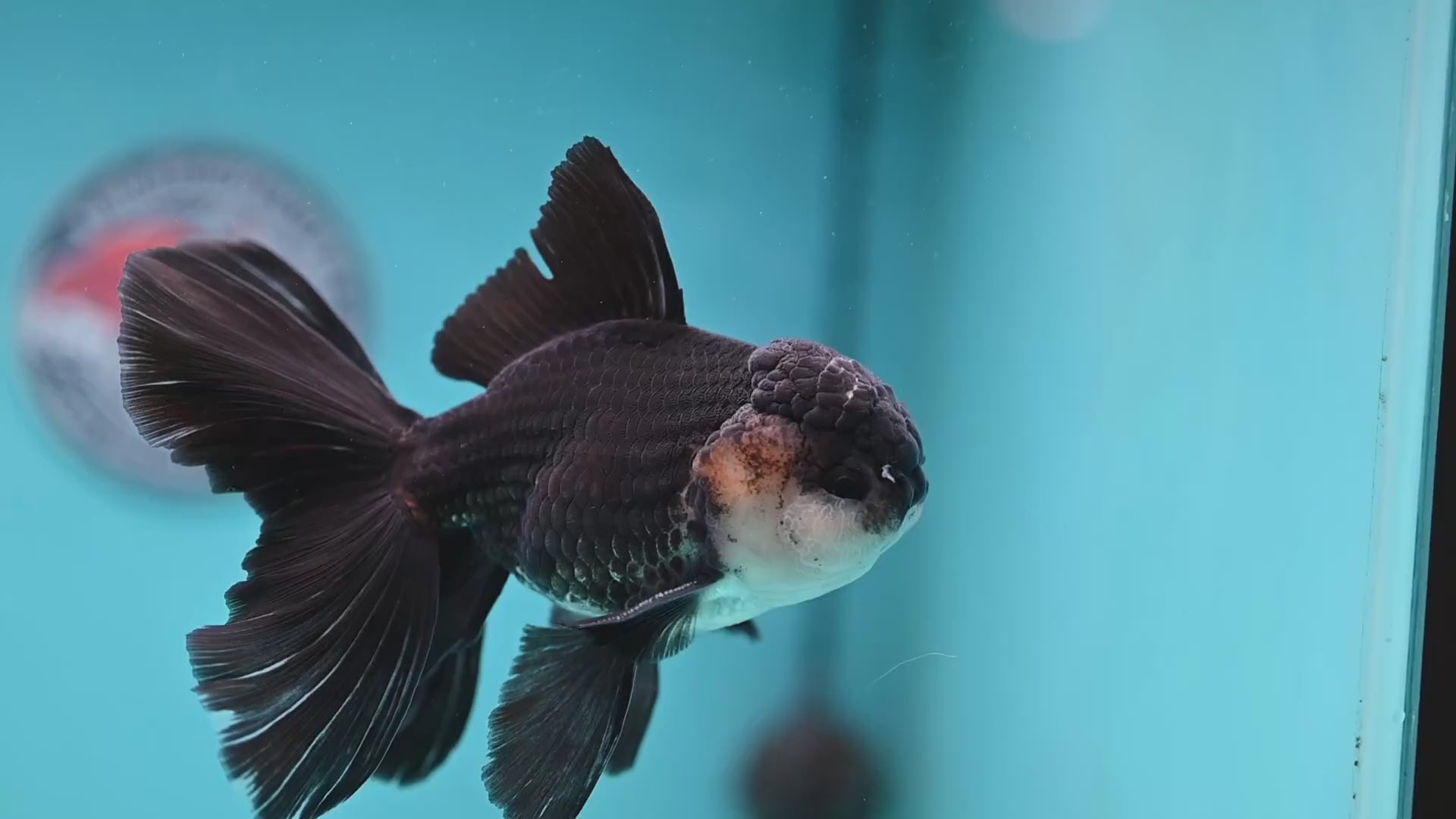Panda Butterfly Tail Oranda 3.8 inch Body (251219_OR03)