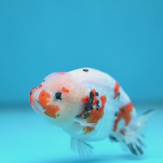 Cow Ranchu 3.8 inch Body (260220_RC12)