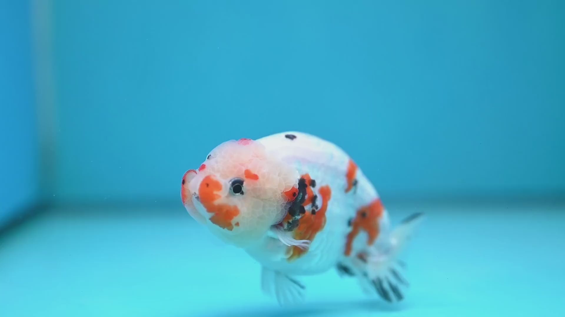 Cow Ranchu 3.8 inch Body (260220_RC12)