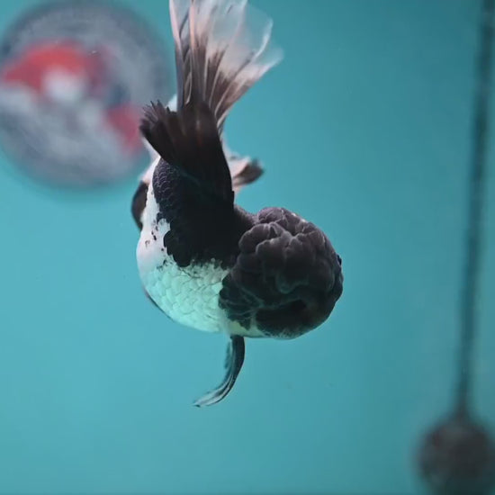 Panda Orchid Tail Oranda 4 inch Body (251121_OR17)