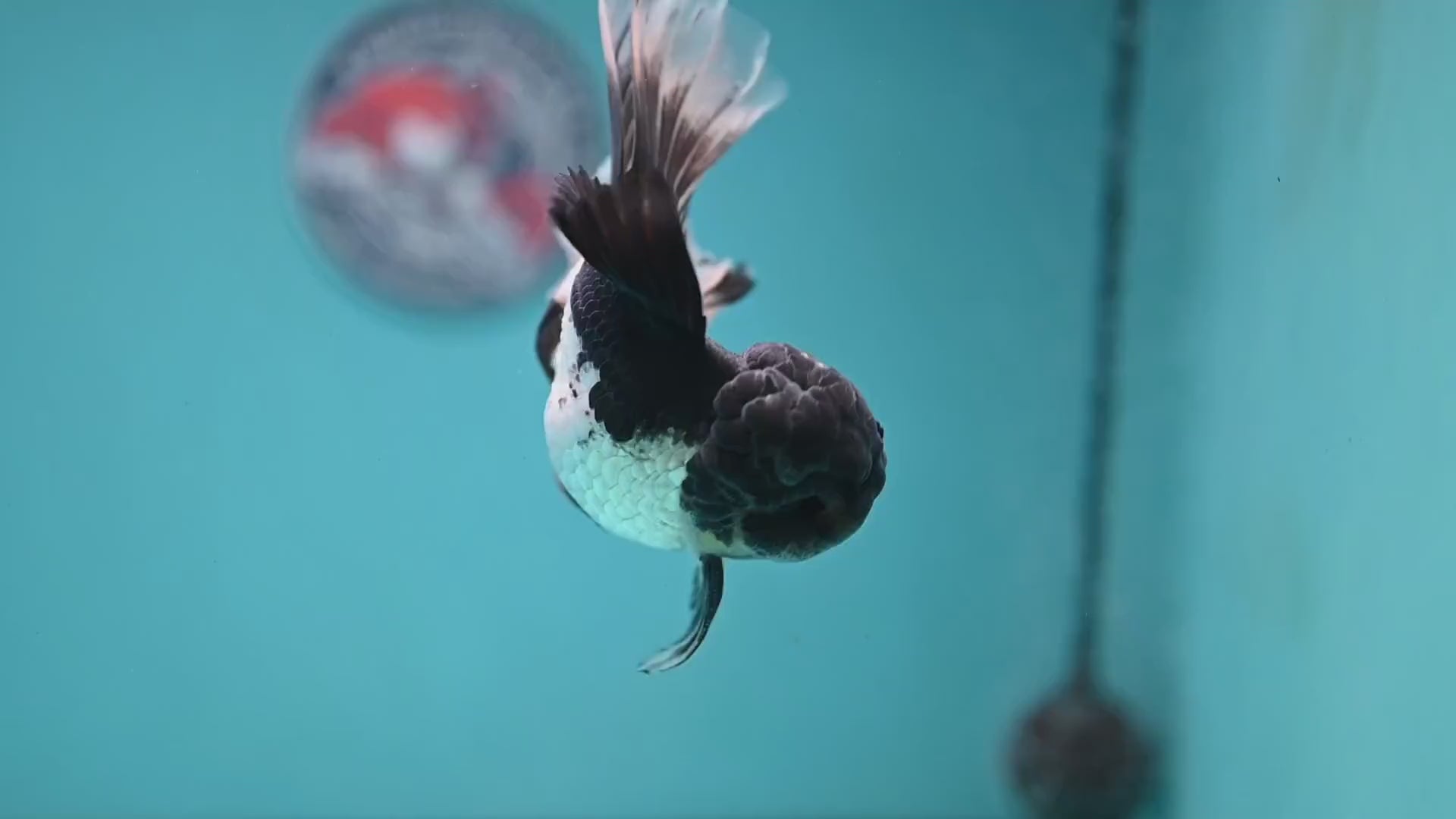 Panda Orchid Tail Oranda 4 inch Body (251121_OR17)