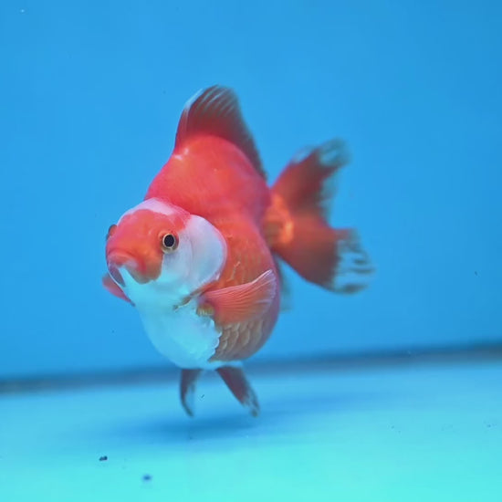 Red White Ryukin 3.5 inch Body (251031_RY02)