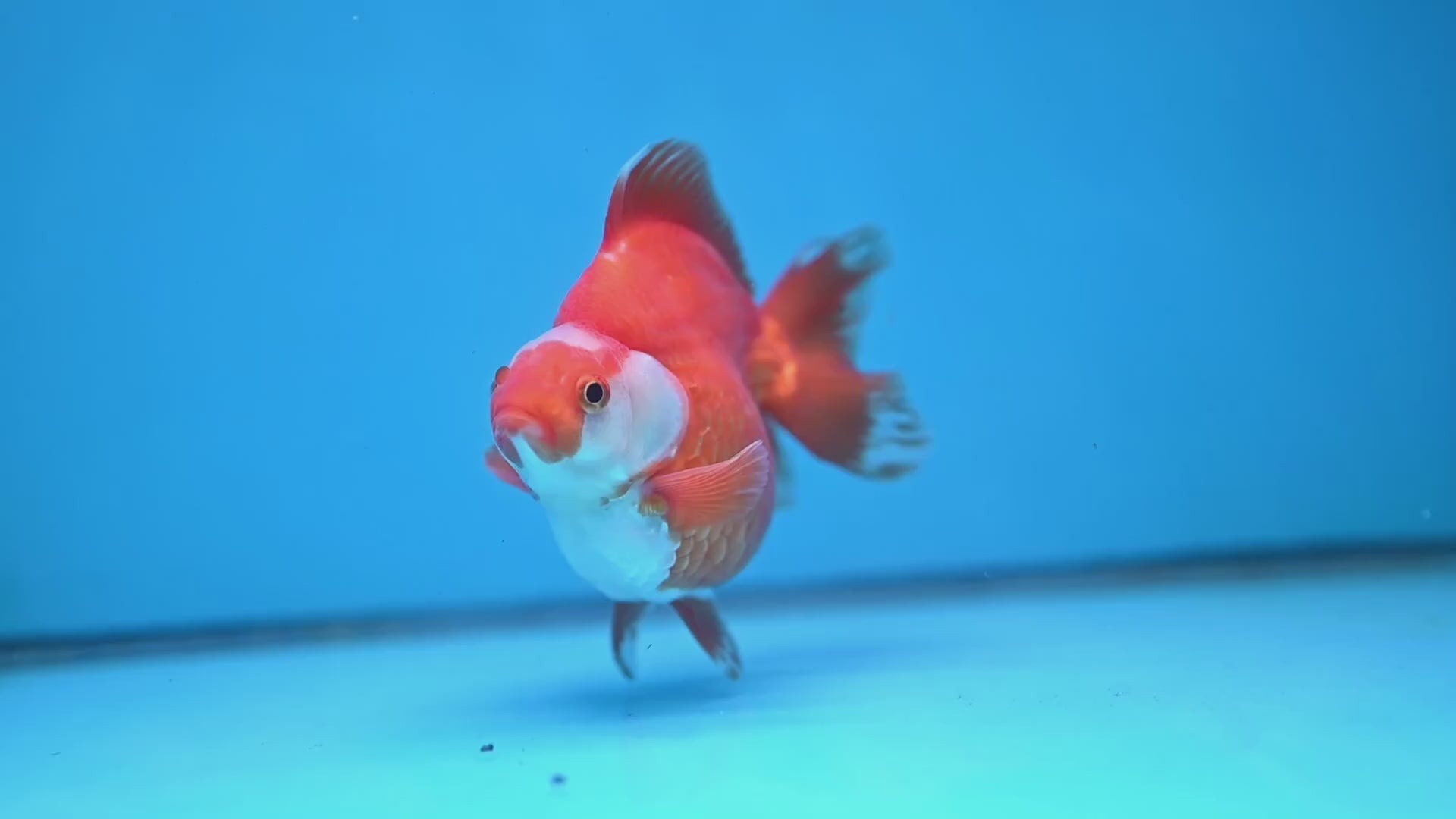 Red White Ryukin 3.5 inch Body (251031_RY02)