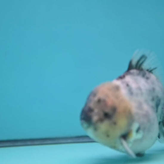 White Tiger Oranda 4 inch Body (251212_OR01)