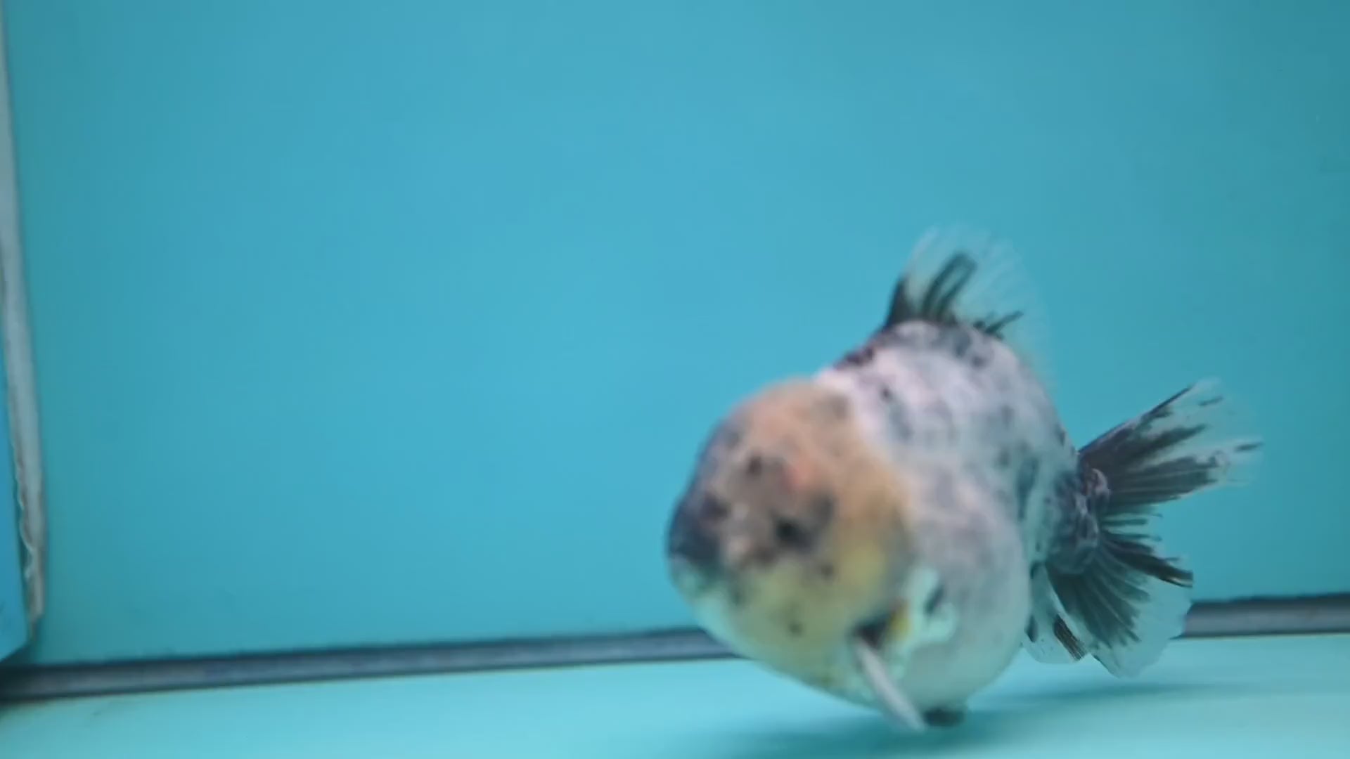 White Tiger Oranda 4 inch Body (251212_OR01)