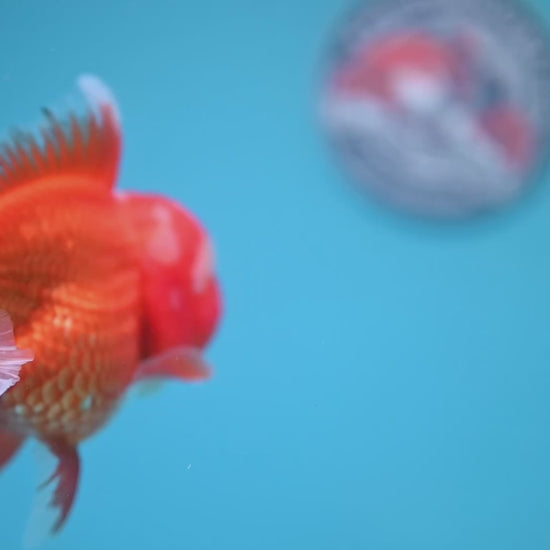 Red White Rosetail Oranda 4 inch Body (260306_OR07)