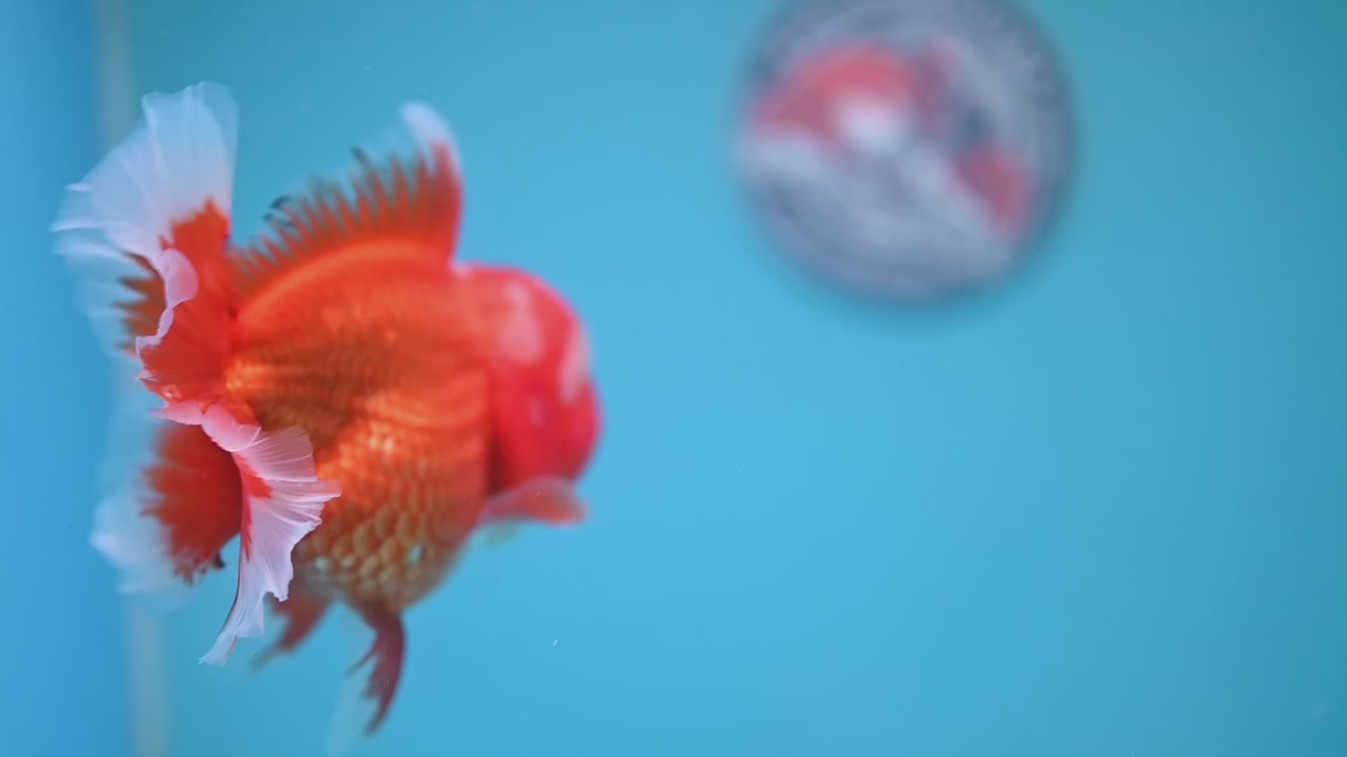 Red White Rosetail Oranda 4 inch Body (260306_OR07)