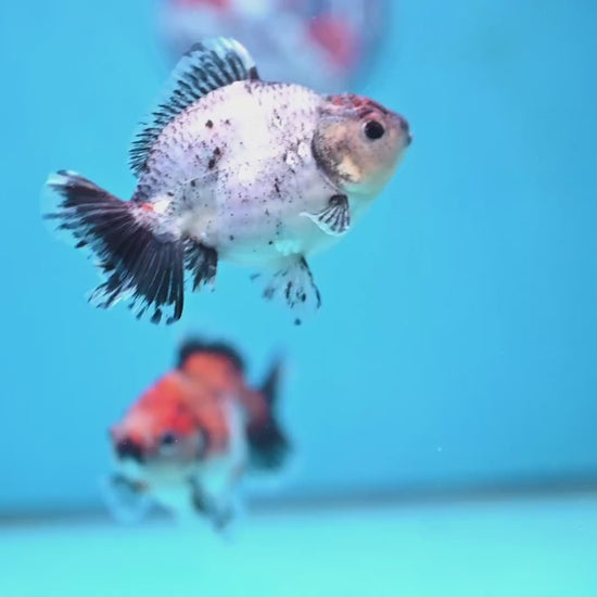 2-Pack Juvenile Shogun Long Body Oranda 2.5-3.5 inch Body (251017_OR23)