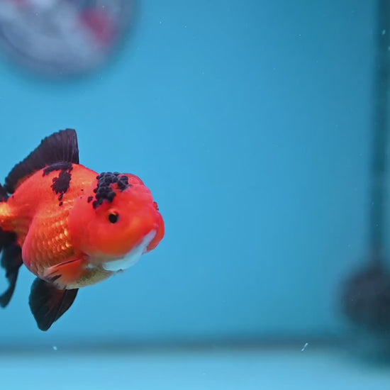 Apache Oranda 3 inch Body (260130_OR06)