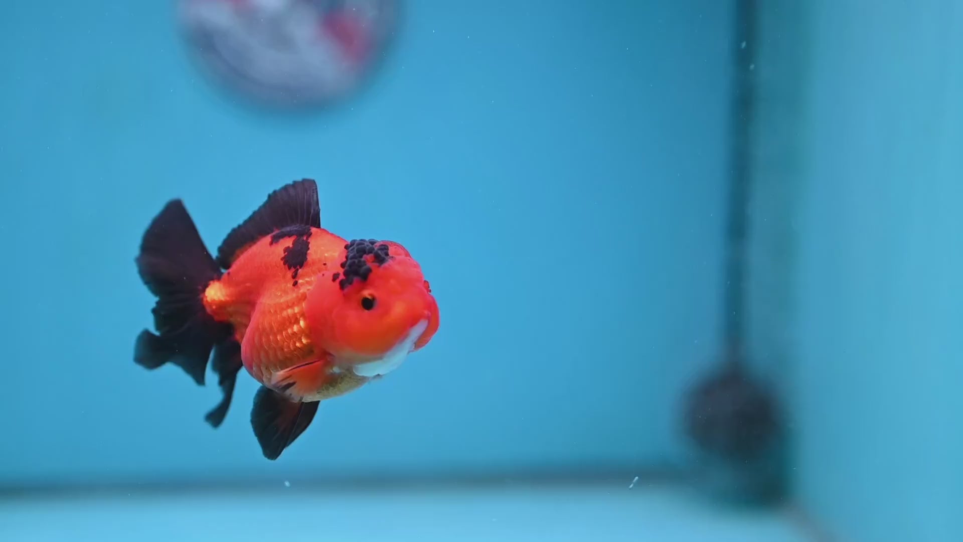 Apache Oranda 3 inch Body (260130_OR06)