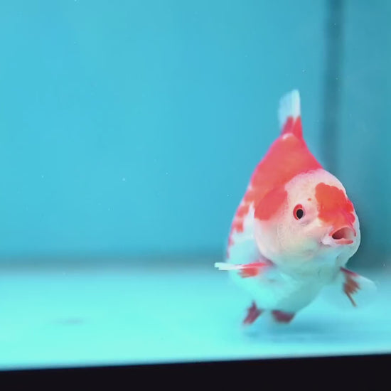 Deer Spot Red White Oranda 3.5 inch Body (251024_OR09)