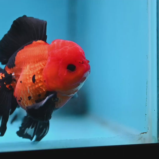 Apache Butterfly Tail Oranda 4 inch Body (260220_OR04)