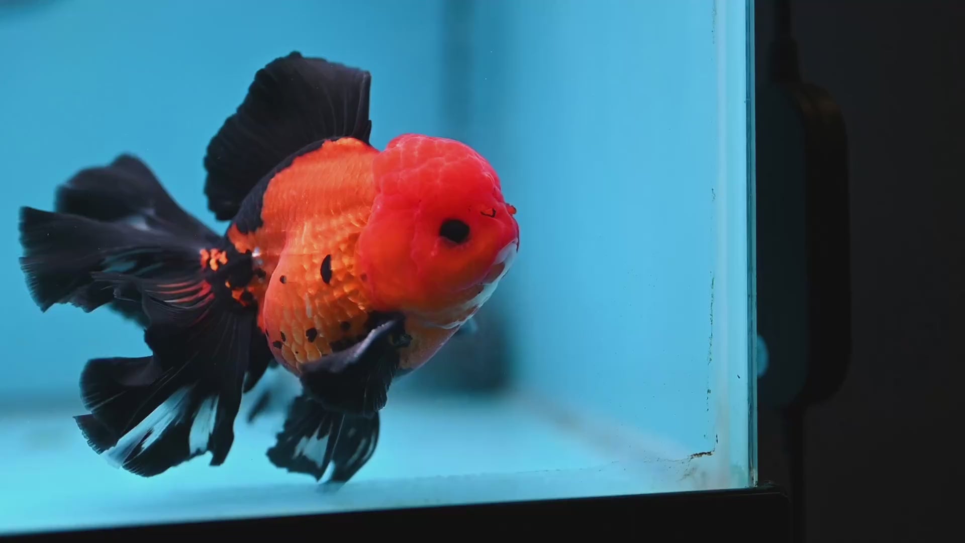 Apache Butterfly Tail Oranda 4 inch Body (260220_OR04)