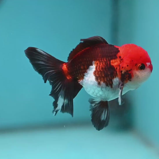 Tricolor Oranda 3.5 inch Body (260130_OR04)