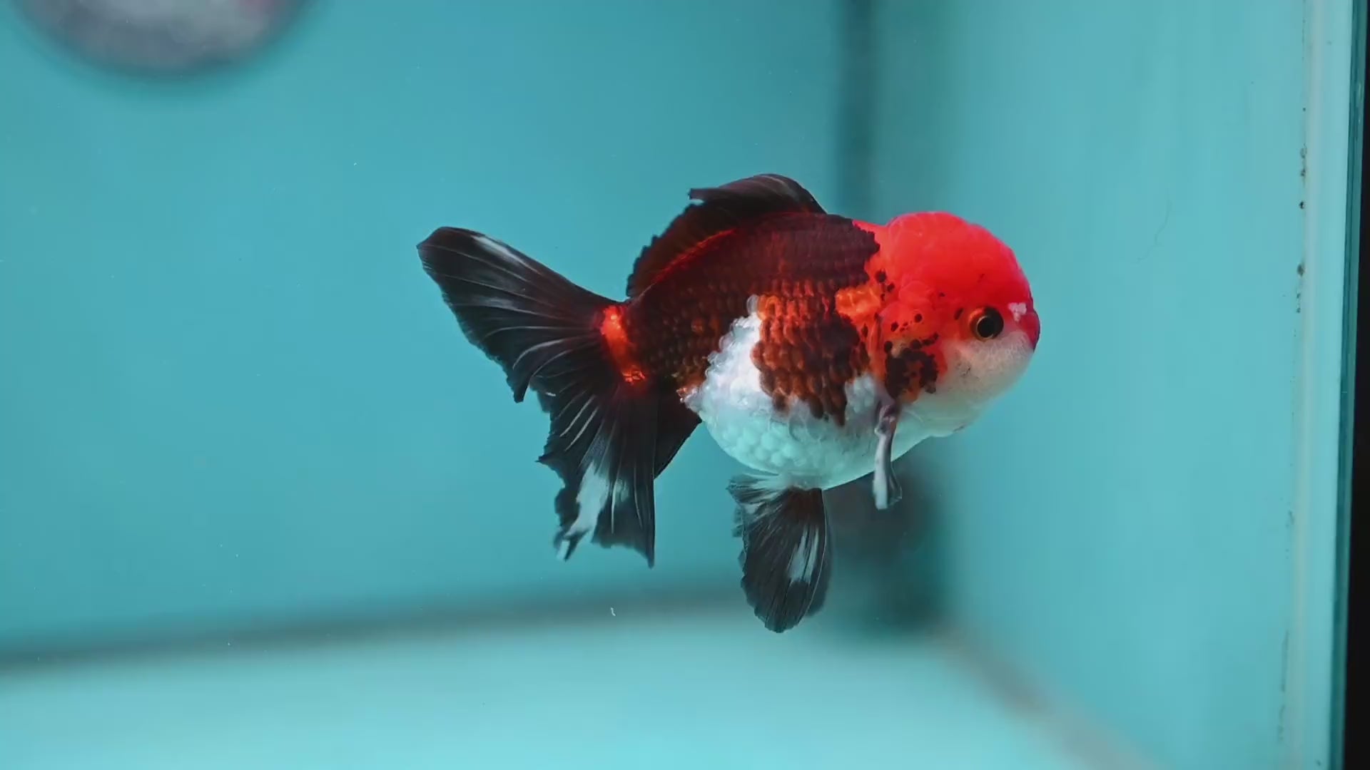 Tricolor Oranda 3.5 inch Body (260130_OR04)