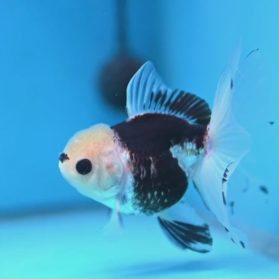 Panda Butterfly Tail Oranda 3.5 inch Body (251219_OR04)