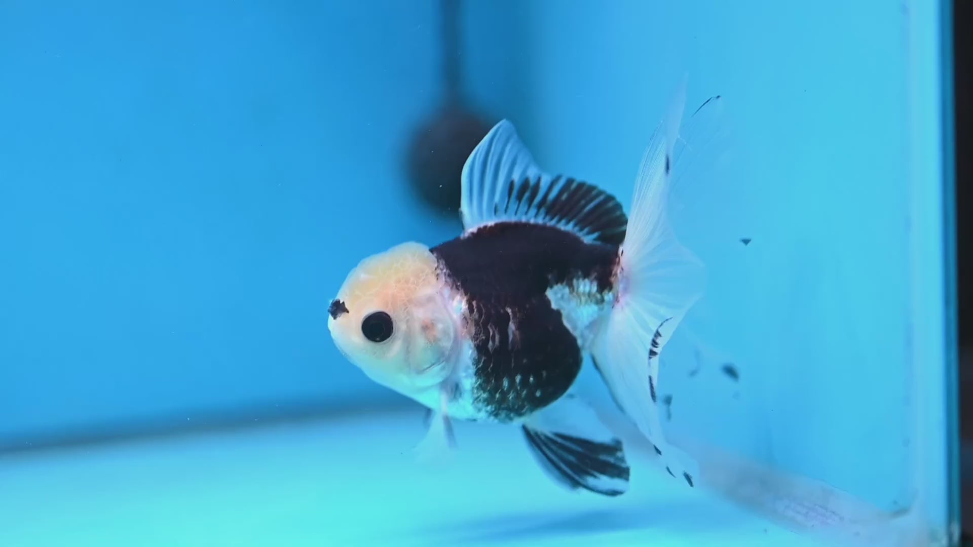 Panda Butterfly Tail Oranda 3.5 inch Body (251219_OR04)