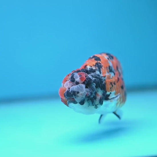 Tricolor Tiger Ranchu 4 inch Body (251121_RC04)