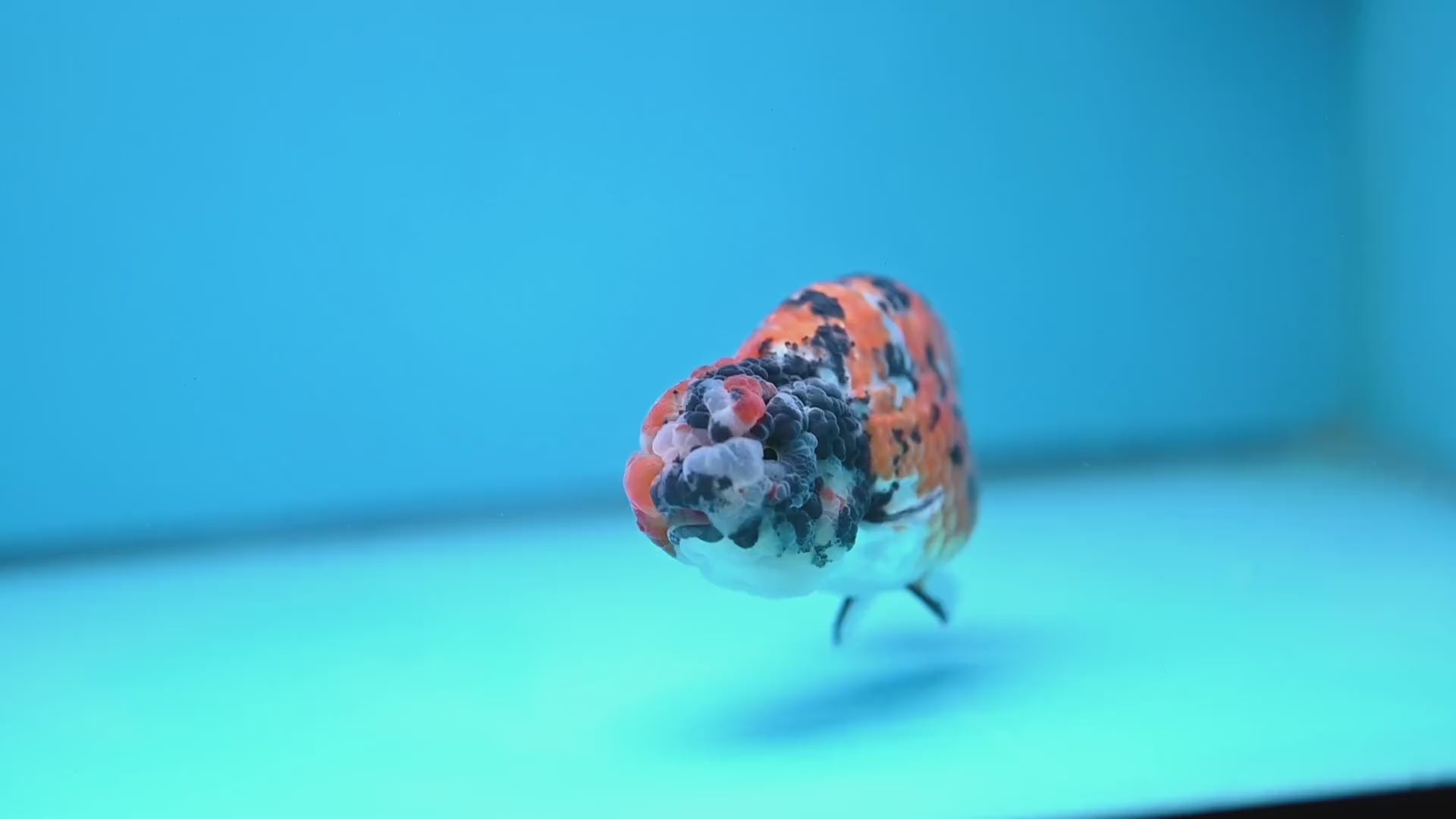 Tricolor Tiger Ranchu 4 inch Body (251121_RC04)